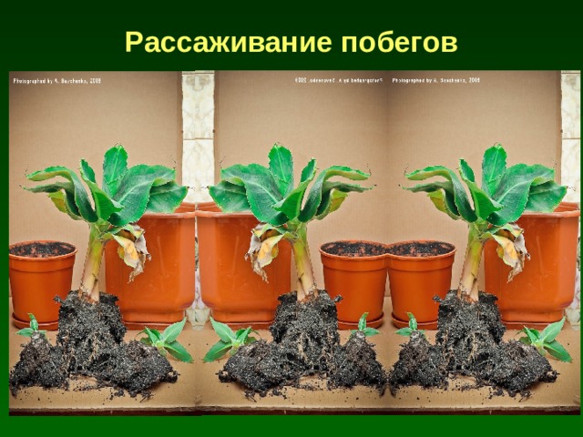 Рассаживание побегов 