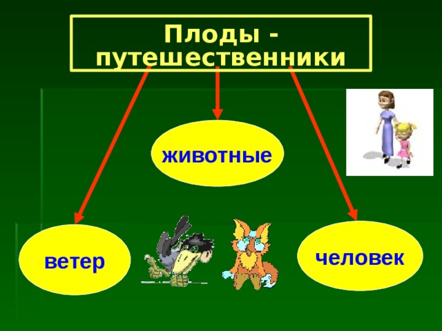 Плоды - путешественники животные человек ветер 