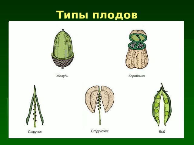 Типы плодов 