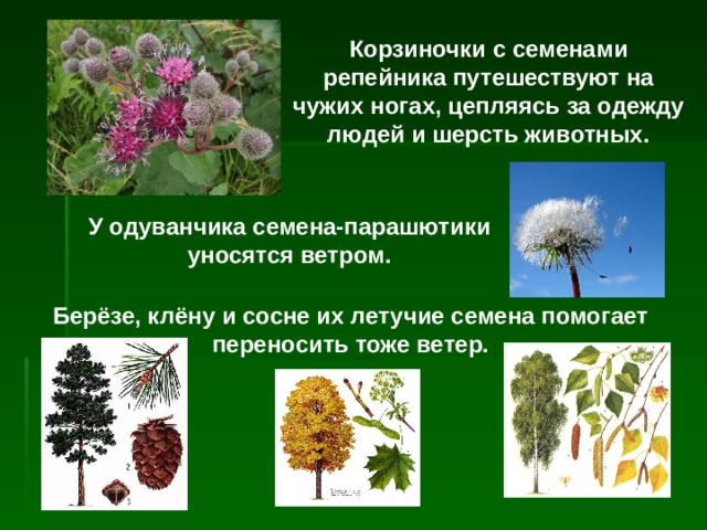 Корзиночки с семенами репейника путешествуют на чужих ногах, цепляясь за одежду людей и шерсть животных. У одуванчика семена-парашютики уносятся ветром. Берёзе, клёну и сосне их летучие семена помогает переносить тоже ветер. 