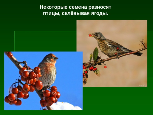 Некоторые семена разносят птицы, склёвывая ягоды. 