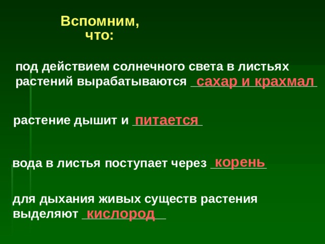 Вспомним,  что:   под действием солнечного света в листьях растений вырабатываются __________________ сахар и крахмал питается растение дышит и __________ корень вода в листья поступает через ________ для дыхания живых существ растения выделяют ____________ кислород 