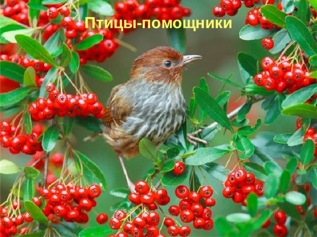 Птицы - помощники 