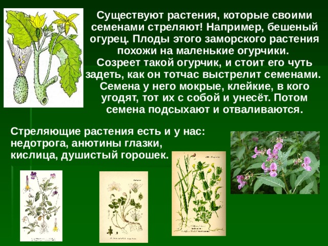 Существуют растения, которые своими семенами стреляют! Например, бешеный огурец. Плоды этого заморского растения похожи на маленькие огурчики.  Созреет такой огурчик, и стоит его чуть задеть, как он тотчас выстрелит семенами.  Семена у него мокрые, клейкие, в кого угодят, тот их с собой и унесёт. Потом семена подсыхают и отваливаются. Стреляющие растения есть и у нас: недотрога, анютины глазки,  кислица, душистый горошек. 