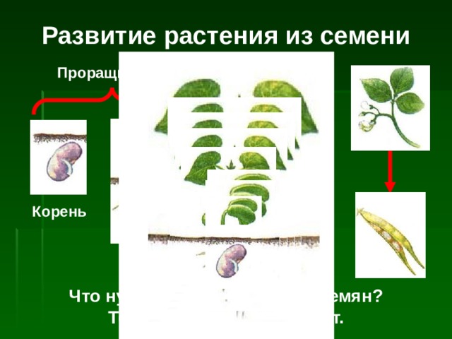 Развитие растения из семени Проращивание Корень Взрослое растение Росток Что нужно для прорастания семян? Тепло, вода, воздух и свет. 