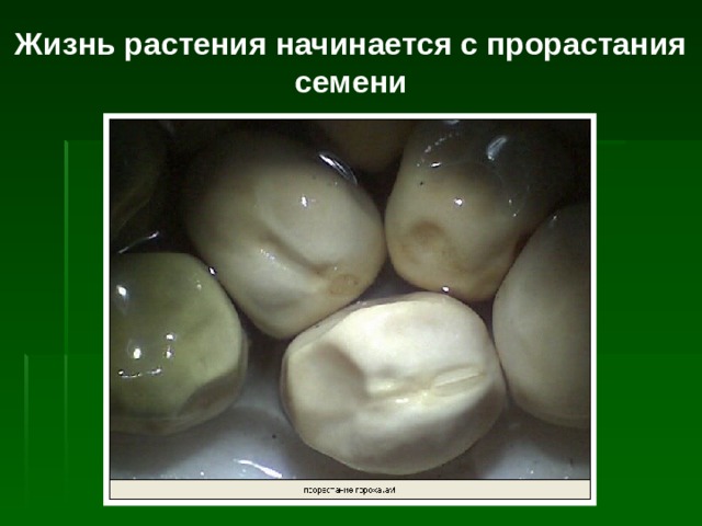 Жизнь растения начинается с прорастания семени 