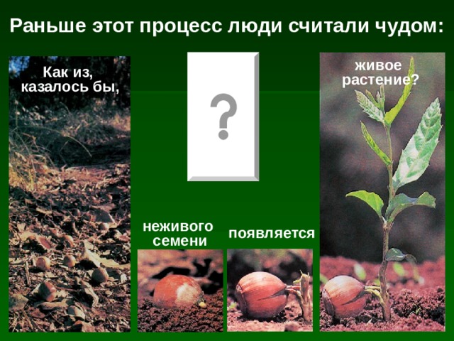 Раньше этот процесс люди считали чудом: живое  растение? Как из,  казалось бы, неживого  семени появляется 