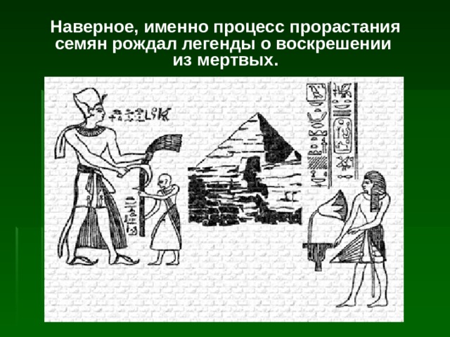 Наверное, именно процесс прорастания семян рождал легенды о воскрешении  из мертвых. 