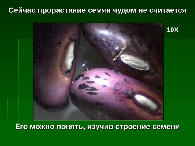 Сейчас прорастание семян чудом не считается 10Х Его можно понять, изучив строение семени 