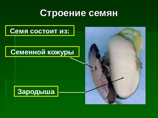 Строение семян Семя состоит из: Семенной кожуры Зародыша 
