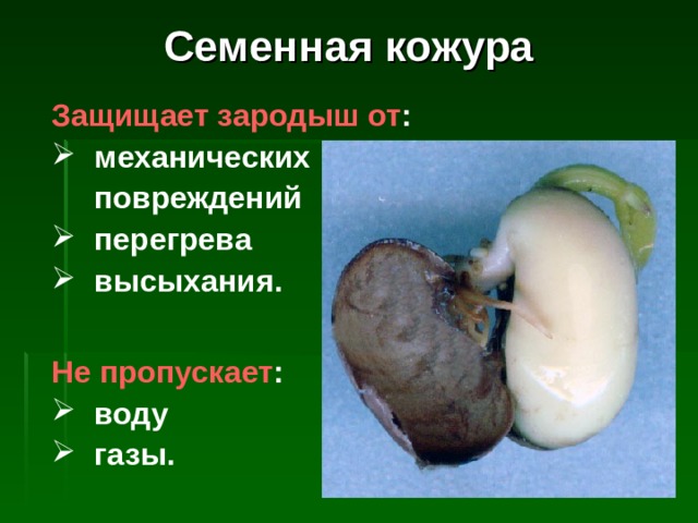 Семенная кожура Защищает зародыш от : механических  повреждений перегрева высыхания.  Не пропускает : воду газы. 