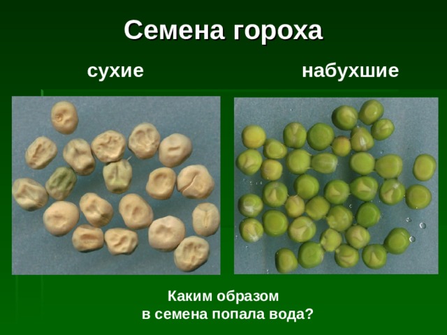 Семена гороха сухие набухшие Каким образом  в семена попала вода? 