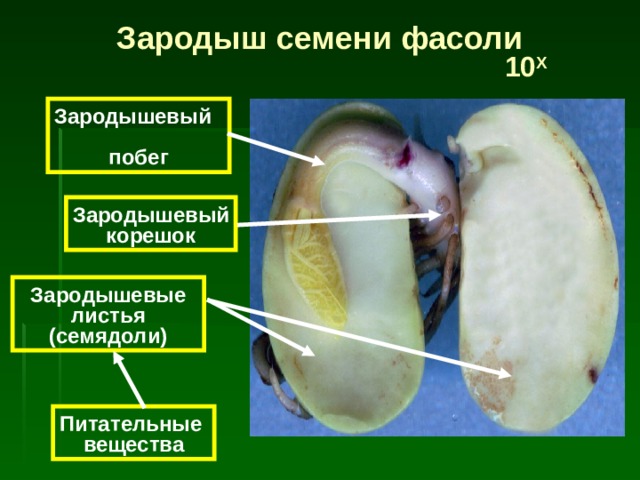 Зародыш семени фасоли  10 Х Зародышевый побег Зародышевый  корешок Зародышевые листья (семядол и) Питательные  вещества 