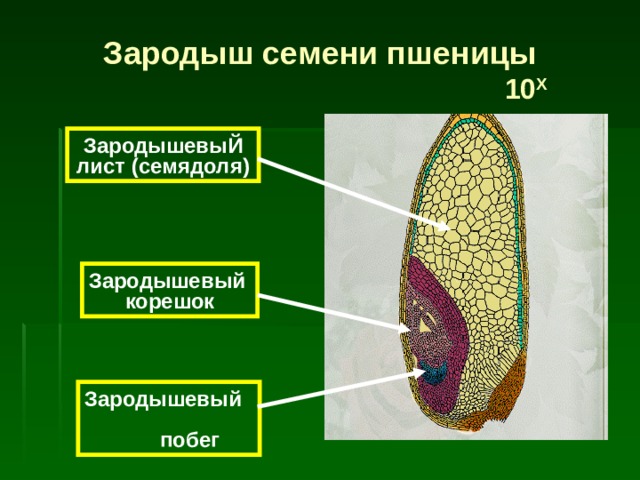 Зародыш семени пшеницы  10 Х Зародышевы Й лист  (семядол я) Зародышевый  корешок Зародышевый  побег 