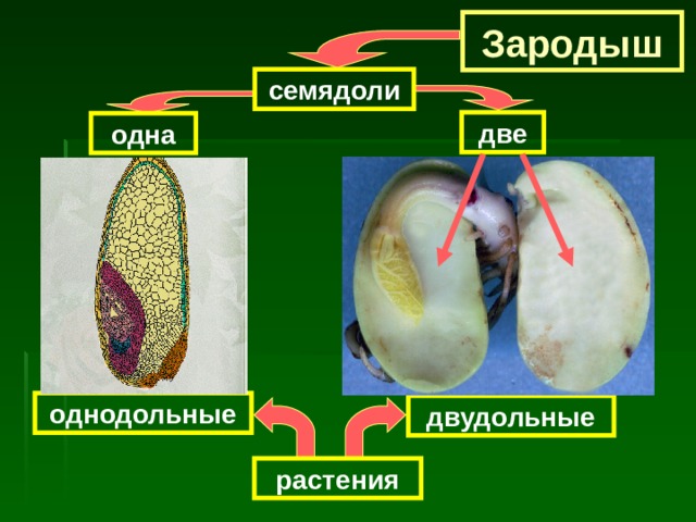 Зародыш семядоли две одна однодольные двудольные растения 