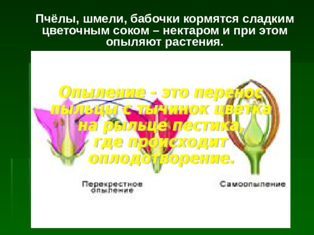 Пчёлы, шмели, бабочки кормятся сладким цветочным соком – нектаром и при этом опыляют растения. 