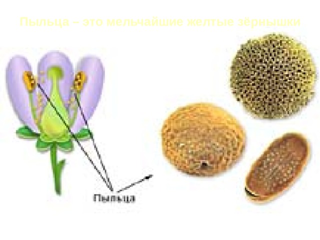 Пыльца – это мельчайшие желтые зёрнышки 