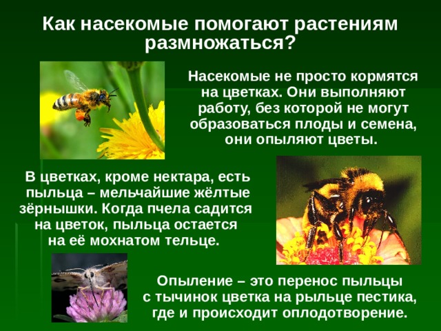 Как насекомые помогают растениям размножаться? Насекомые не просто кормятся на цветках. Они выполняют работу, без которой не могут образоваться плоды и семена, они опыляют цветы. В цветках, кроме нектара, есть пыльца – мельчайшие жёлтые зёрнышки. Когда пчела садится  на цветок, пыльца остается  на её мохнатом тельце. Опыление – это перенос пыльцы  с тычинок цветка на рыльце пестика,  где и происходит оплодотворение. 