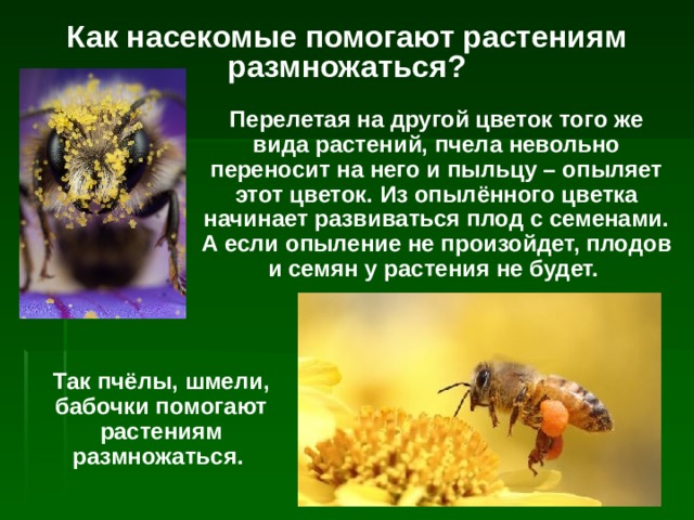 Как насекомые помогают растениям размножаться? Перелетая на другой цветок того же вида растений, пчела невольно переносит на него и пыльцу – опыляет этот цветок. Из опылённого цветка начинает развиваться плод с семенами. А если опыление не произойдет, плодов и семян у растения не будет. Так пчёлы, шмели, бабочки помогают растениям размножаться. 