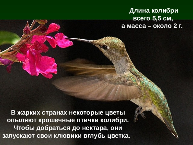 Длина колибри всего 5,5 см,  а масса – около 2 г. В жарких странах некоторые цветы опыляют крошечные птички колибри. Чтобы добраться до нектара, они запускают свои клювики вглубь цветка. 