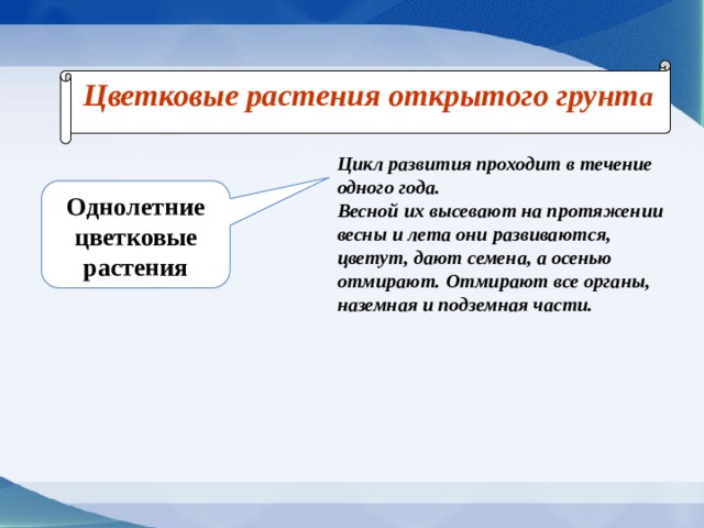 Цветковые растения открытого грунт а  Цикл развития проходит в течение одного года. Весной их высевают на протяжении весны и лета они развиваются, цветут, дают семена, а осенью отмирают. Отмирают все органы, наземная и подземная части. Однолетние цветковые растения 