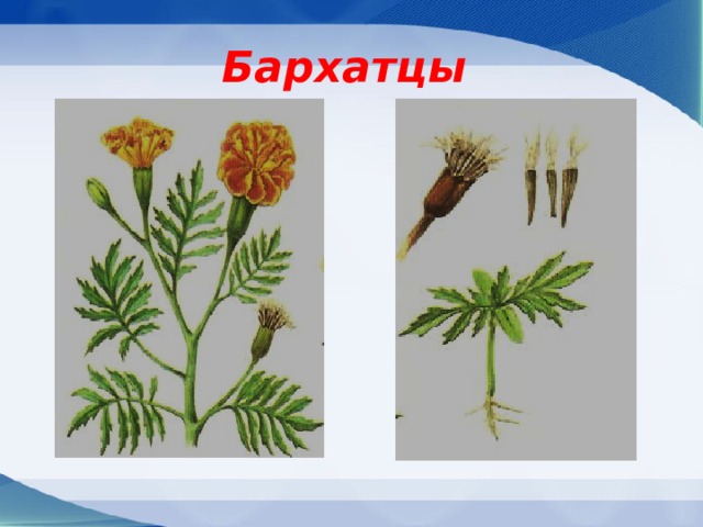 Бархатцы 