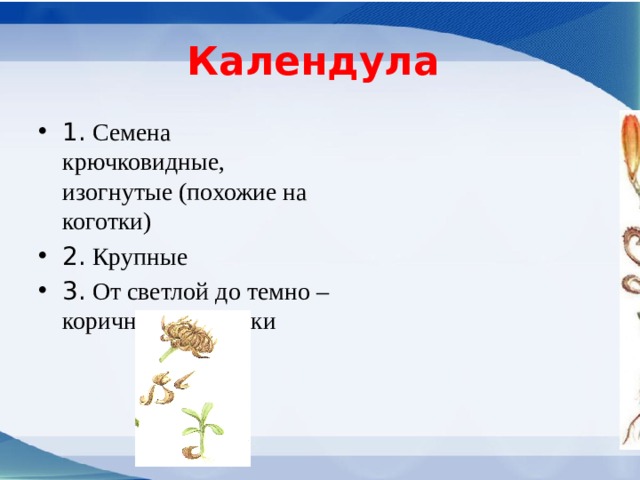 Календула 1. Семена крючковидные, изогнутые (похожие на коготки) 2. Крупные 3. От светлой до темно – коричневой окраски 