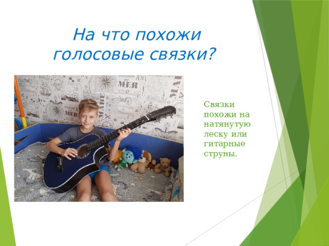 На что похожи голосовые связки? Связки похожи на натянутую леску или гитарные струны. 