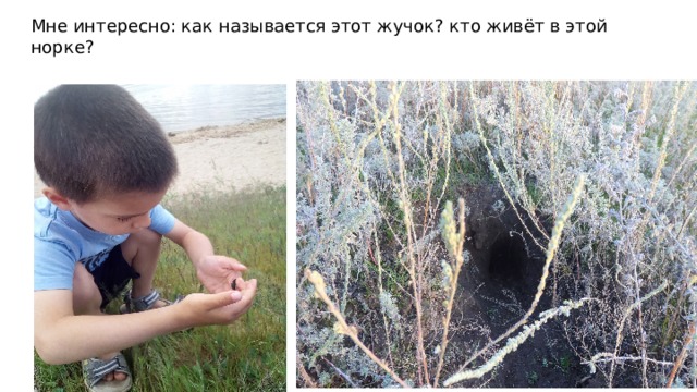 Мне интересно: как называется этот жучок? кто живёт в этой норке? 