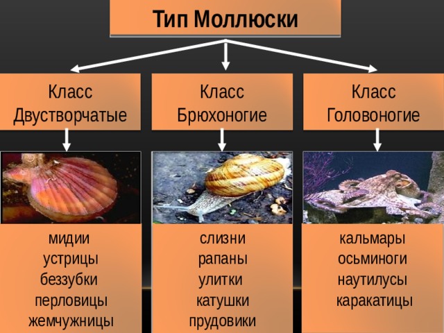 Тип Моллюски Класс Двустворчатые Класс Головоногие Класс Брюхоногие мидии устрицы беззубки перловицы жемчужницы слизни рапаны улитки катушки  прудовики кальмары осьминоги наутилусы  каракатицы 