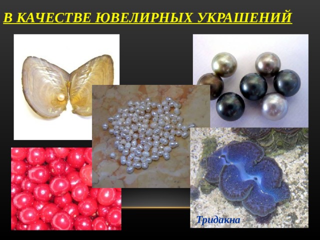 В КАЧЕСТВЕ ЮВЕЛИРНЫХ УКРАШЕНИЙ Тридакна 