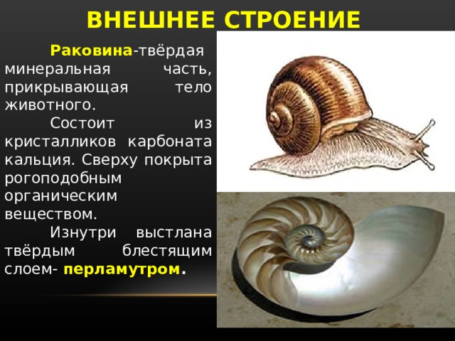 ВНЕШНЕЕ СТРОЕНИЕ  Раковина -твёрдая минеральная часть, прикрывающая тело животного.  Состоит из кристалликов карбоната кальция. Сверху покрыта рогоподобным органическим веществом.  Изнутри выстлана твёрдым блестящим слоем- перламутром . 
