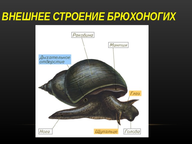 ВНЕШНЕЕ СТРОЕНИЕ БРЮХОНОГИХ 