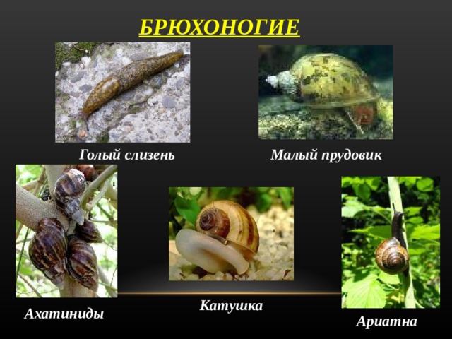 БРЮХОНОГИЕ Малый прудовик Голый  слизень Катушка Ахатиниды Ариатна 