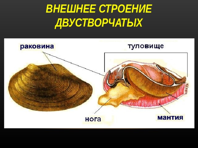 ВНЕШНЕЕ СТРОЕНИЕ ДВУСТВОРЧАТЫХ 