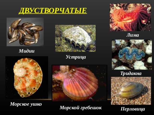 ДВУСТВОРЧАТЫЕ Лима Мидии Устрица Тридакна Морское  ушко Морской  гребешок Перловица 
