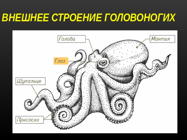 ВНЕШНЕЕ СТРОЕНИЕ ГОЛОВОНОГИХ 