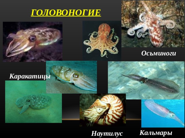 ГОЛОВОНОГИЕ Осьминоги Каракатицы Кальмары Наутилус 