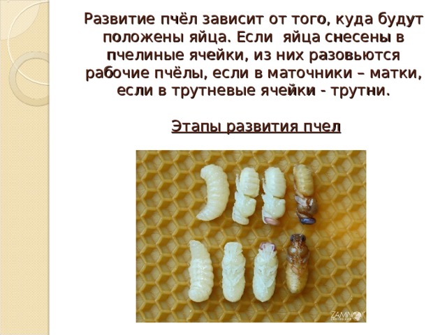 Развитие пчёл зависит от того, куда будут положены яйца. Если яйца снесены в пчелиные ячейки, из них разовьются рабочие пчёлы, если в маточники – матки, если в трутневые ячейки - трутни.    Этапы развития пчел 