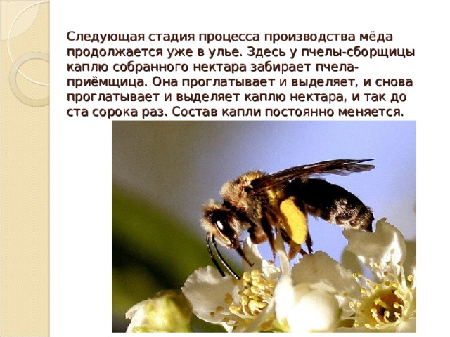 Следующая стадия процесса производства мёда продолжается уже в улье. Здесь у пчелы-сборщицы каплю собранного нектара забирает пчела-приёмщица. Она проглатывает и выделяет, и снова проглатывает и выделяет каплю нектара, и так до ста сорока раз. Состав капли постоянно меняется. 