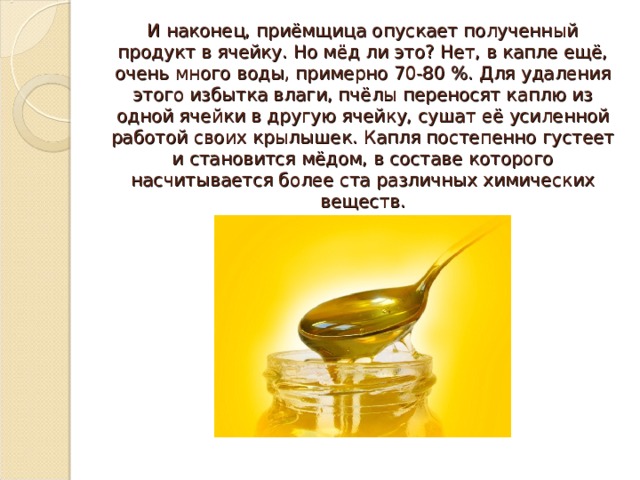 И наконец, приёмщица опускает полученный продукт в ячейку. Но мёд ли это? Нет, в капле ещё, очень много воды, примерно 70-80 %. Для удаления этого избытка влаги, пчёлы переносят каплю из одной ячейки в другую ячейку, сушат её усиленной работой своих крылышек. Капля постепенно густеет и становится мёдом, в составе которого насчитывается более ста различных химических веществ. 