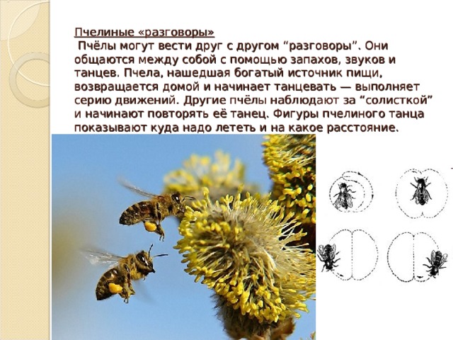 Пчелиные «разговоры»  Пчёлы могут вести друг с другом “разговоры”. Они общаются между собой с помощью запахов, звуков и танцев. Пчела, нашедшая богатый источник пищи, возвращается домой и начинает танцевать — выполняет серию движений. Другие пчёлы наблюдают за “солисткой” и начинают повторять её танец. Фигуры пчелиного танца показывают куда надо лететь и на какое расстояние. 