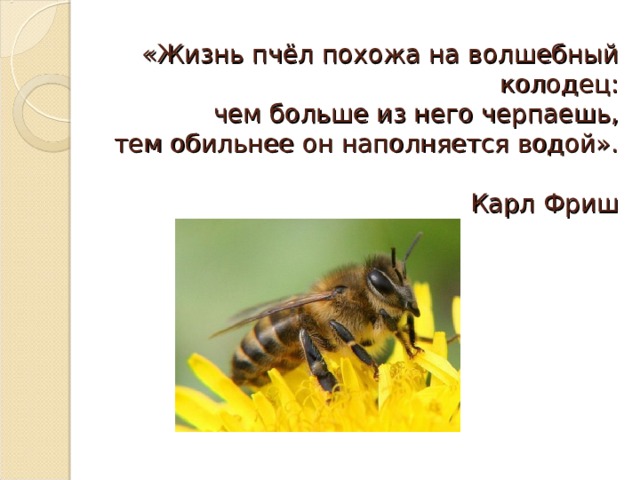 «Жизнь пчёл похожа на волшебный колодец:  чем больше из него черпаешь,  тем обильнее он наполняется водой».   Карл Фриш 