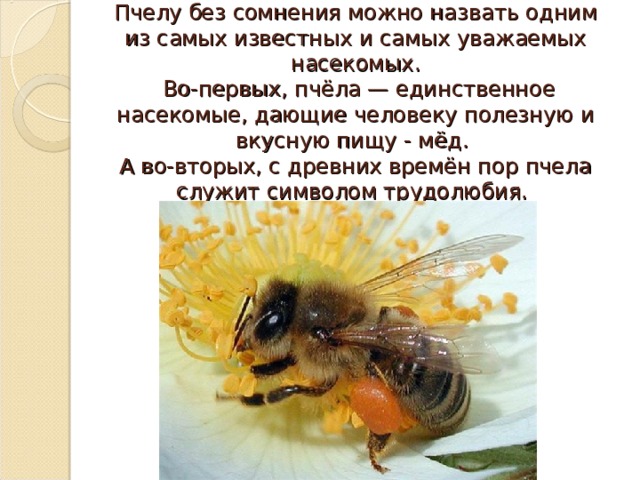 Пчелу без сомнения можно назвать одним из самых известных и самых уважаемых насекомых.  Во-первых, пчёла — единственное насекомые, дающие человеку полезную и вкусную пищу - мёд.  А во-вторых, с древних времён пор пчела служит символом трудолюбия. 
