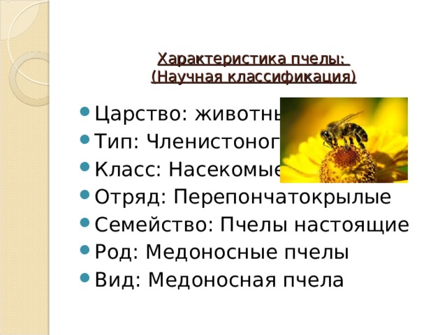 Характеристика пчелы:  (Научная классификация) Царство: животные Тип: Членистоногие Класс: Насекомые Отряд: Перепончатокрылые Семейство: Пчелы настоящие Род: Медоносные пчелы Вид: Медоносная пчела 