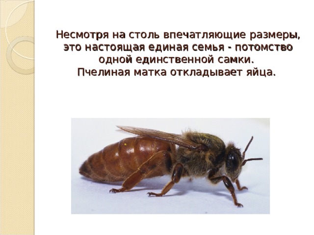 Несмотря на столь впечатляющие размеры, это настоящая единая семья - потомство одной единственной самки.  Пчелиная матка откладывает яйца.   