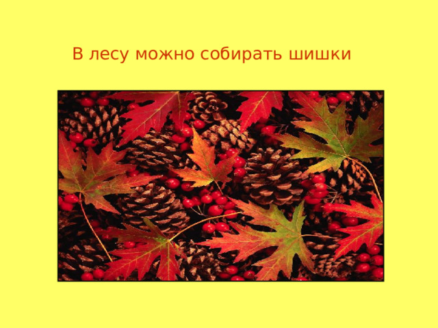 В лесу можно собирать шишки  