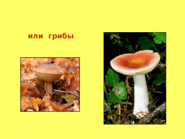 или грибы   