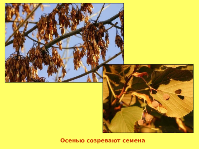 Осенью созревают семена 