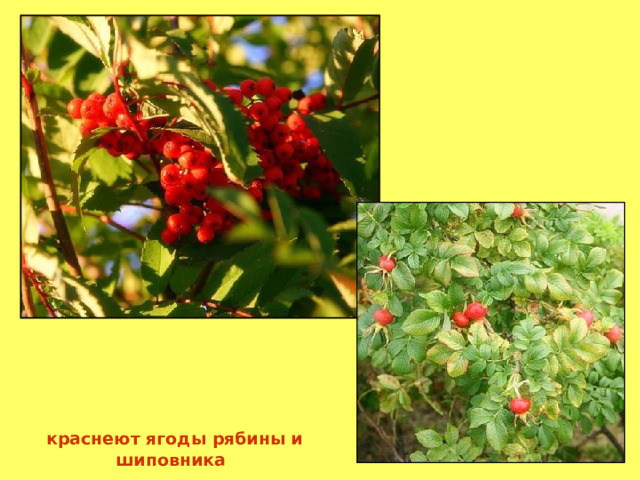  краснеют ягоды рябины и шиповника 